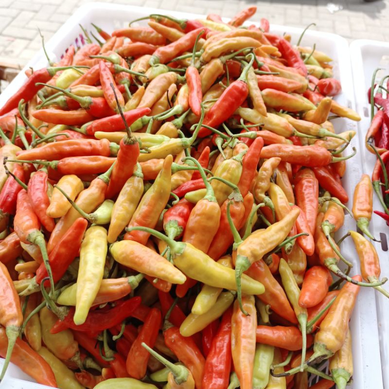 

Paket cabe rawit 10 ribu