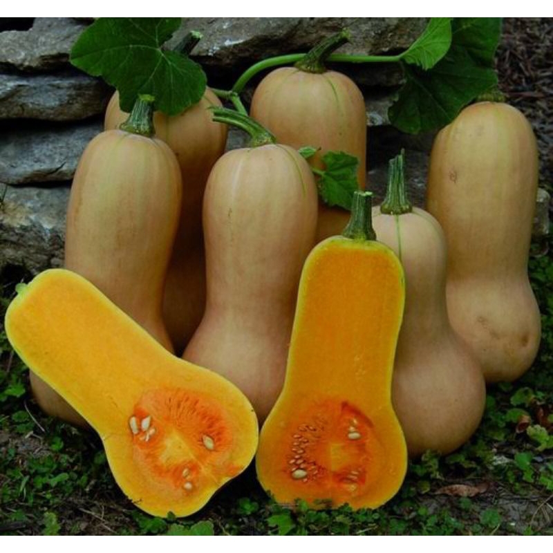 

Langsung Petani Kertosono, Labu Madu Butternut Squash 600-700g Termurah Se- Jabodetabek. Diet