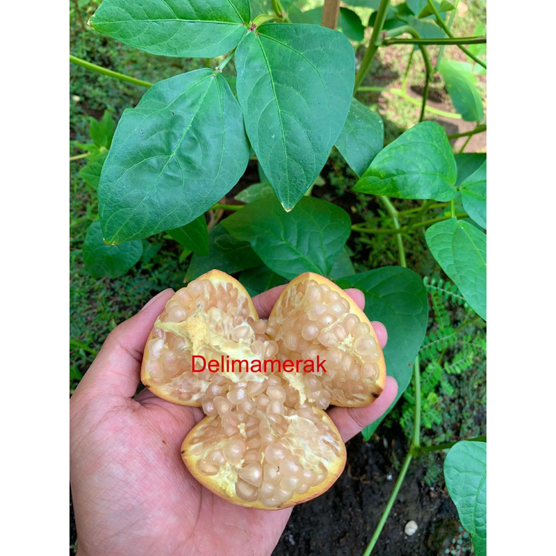

Buah delima putih biji lunak ukuran sedang 1 buah