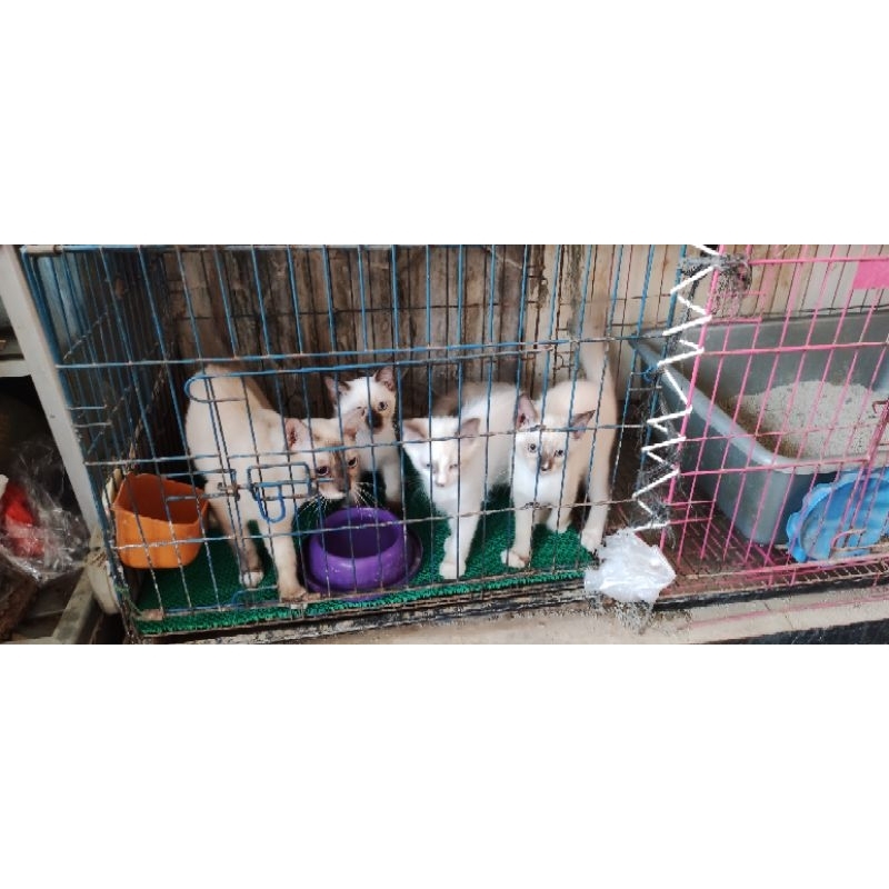 Kucing Himalayan Kitten sold out