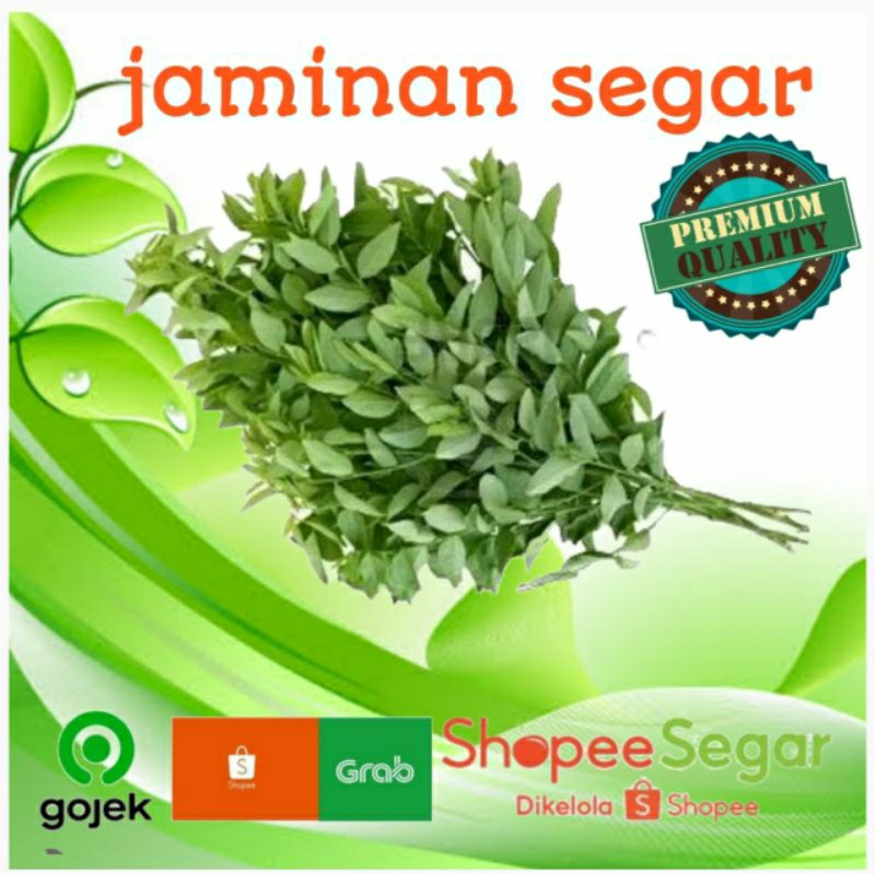 

daun katuk