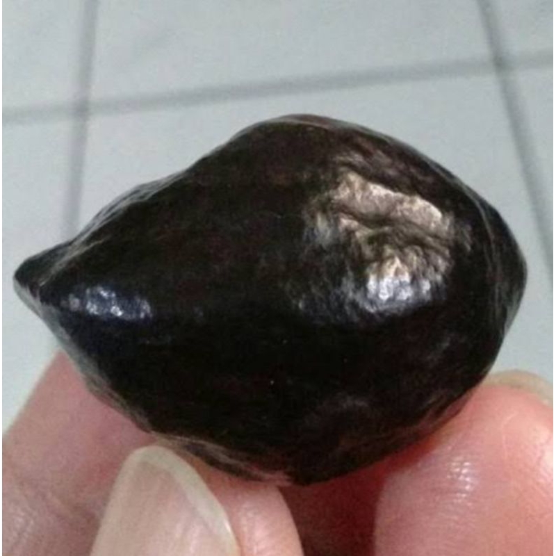 NEW/    •     [BEST SELLER]     Muncang adu Raja batok (Tebal),nyonyo,jalim,mayit,Amay,panjangan,jaw