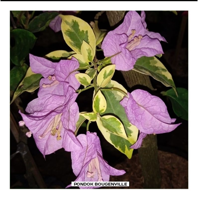 BUNGA BOUGENVILLE jenis Bangkok Ungu cantik