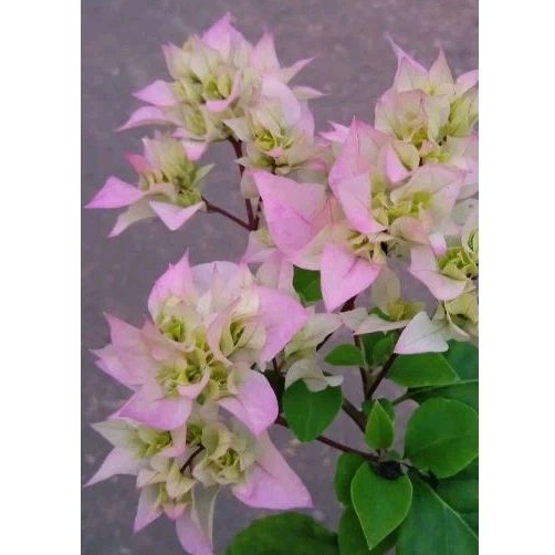 BUNGA BOUGENVILLE Jenis Cherry Blossom