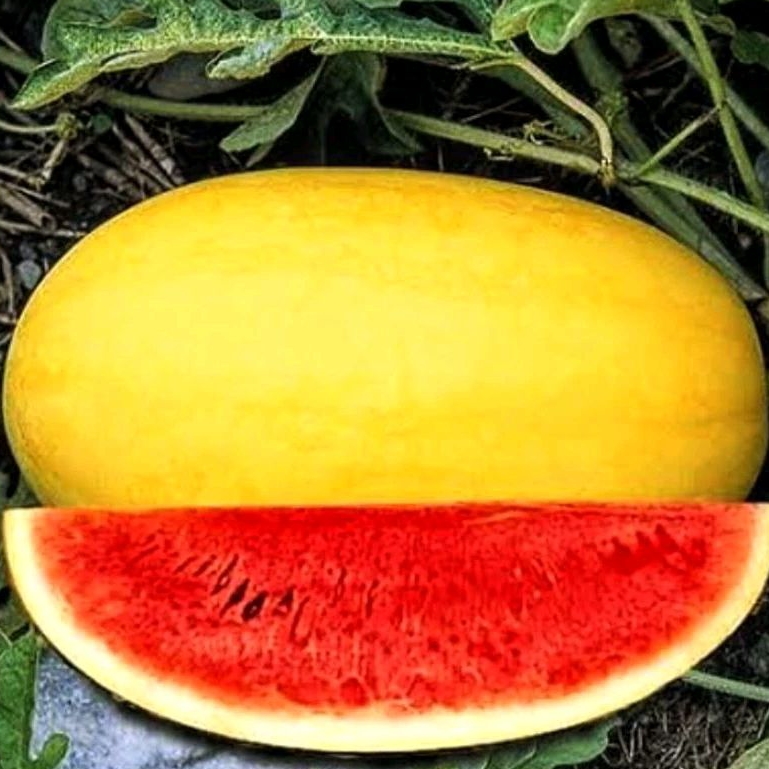 2 Benih Bibit Biji Semangka golden super/semangka kuning