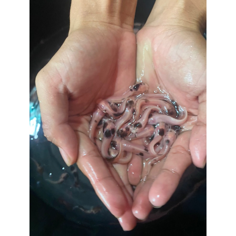 

TERLARIS!!! LELE BELANG BERKUALITAS UKURAN 7-8 CM BERGARANSI