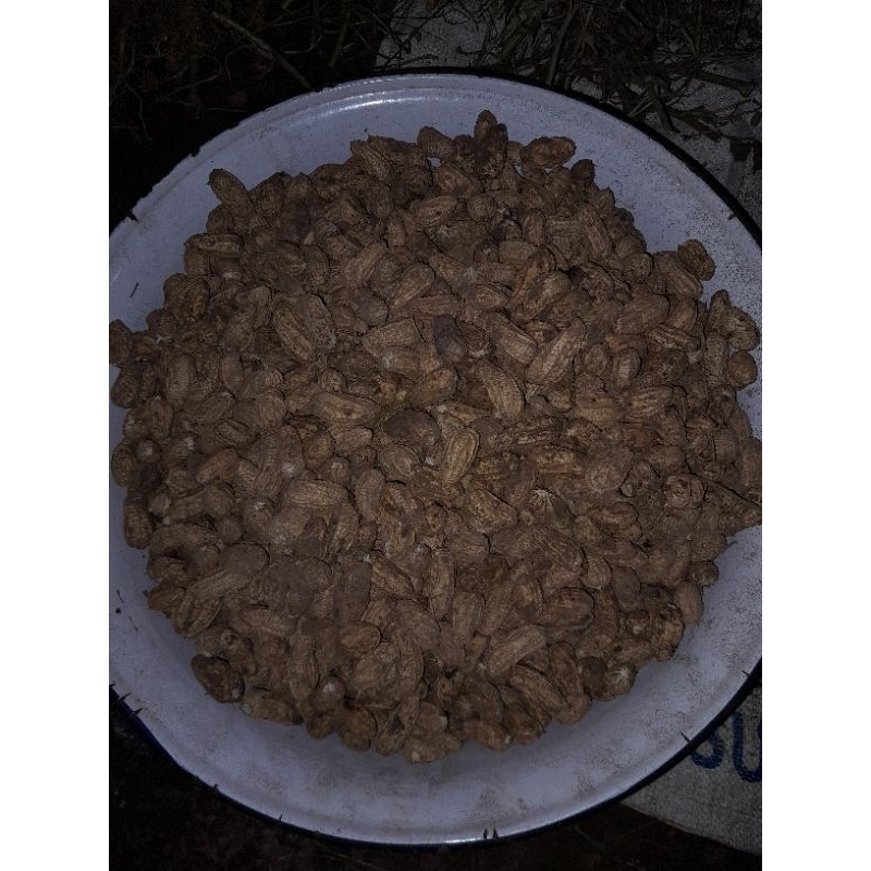 

kacang tanah