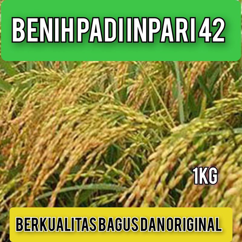 BIBIT PADI INPARI 42 BERKUALITAS KEMASAN 1KG