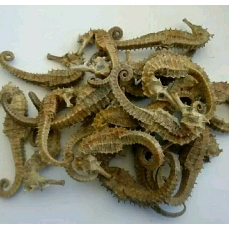 Craneyyeye Kuda Laut Asli Kuda Laut Jos