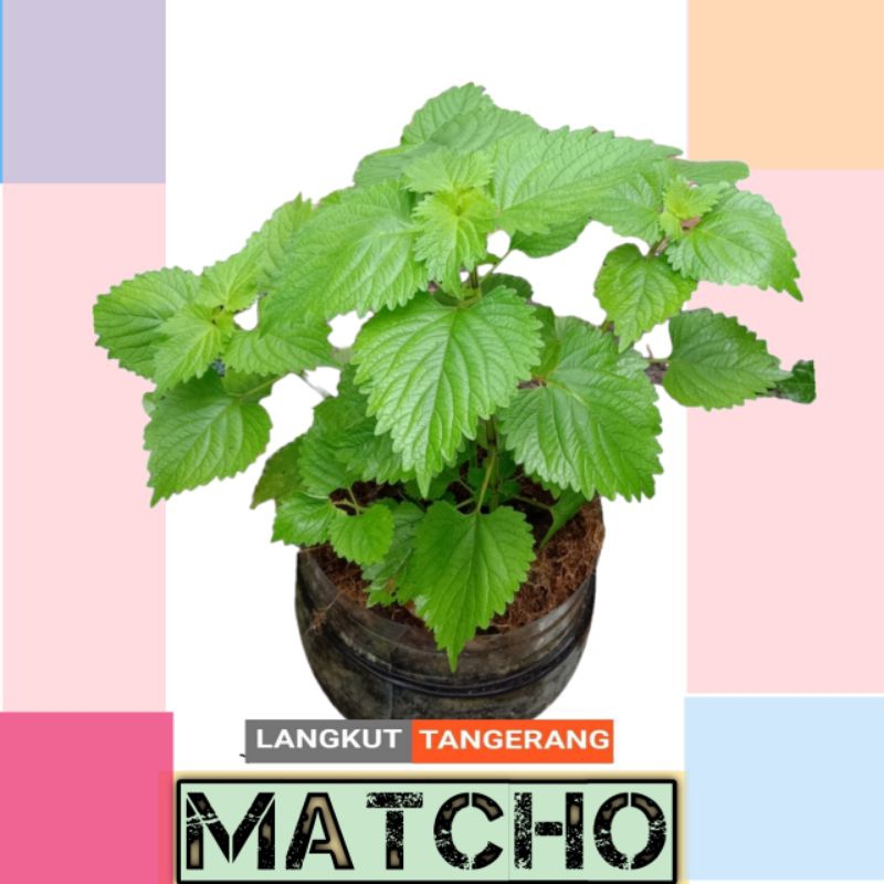 

perilla / matcho / sisho berkualitas