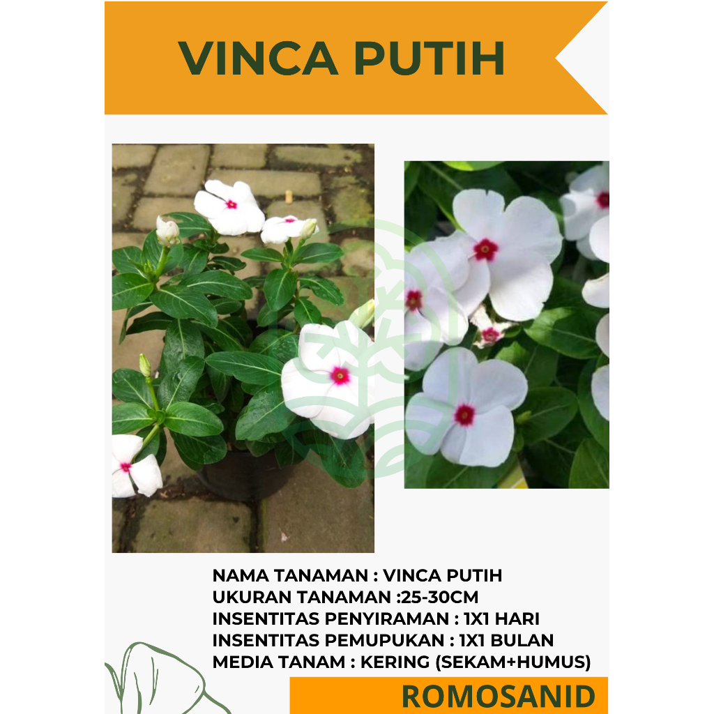 Bibit Tanaman Bunga Vinca Putih Pohon Hidup - ROMOSAN.ID