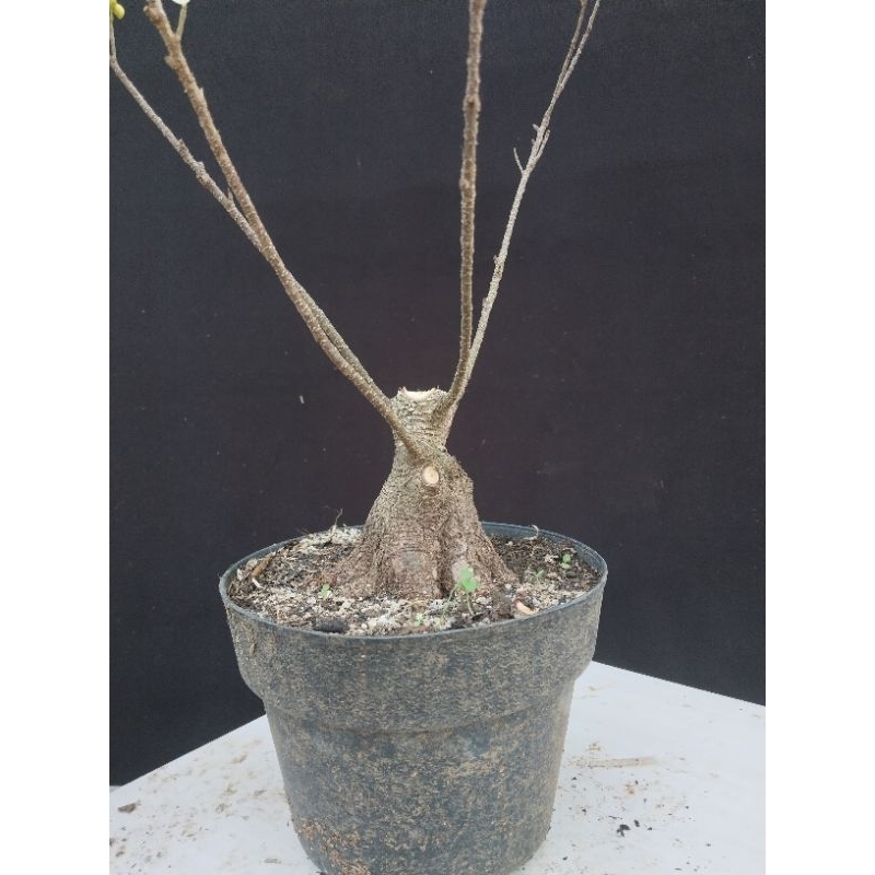 bahan bonsai kimeng prokar bogel