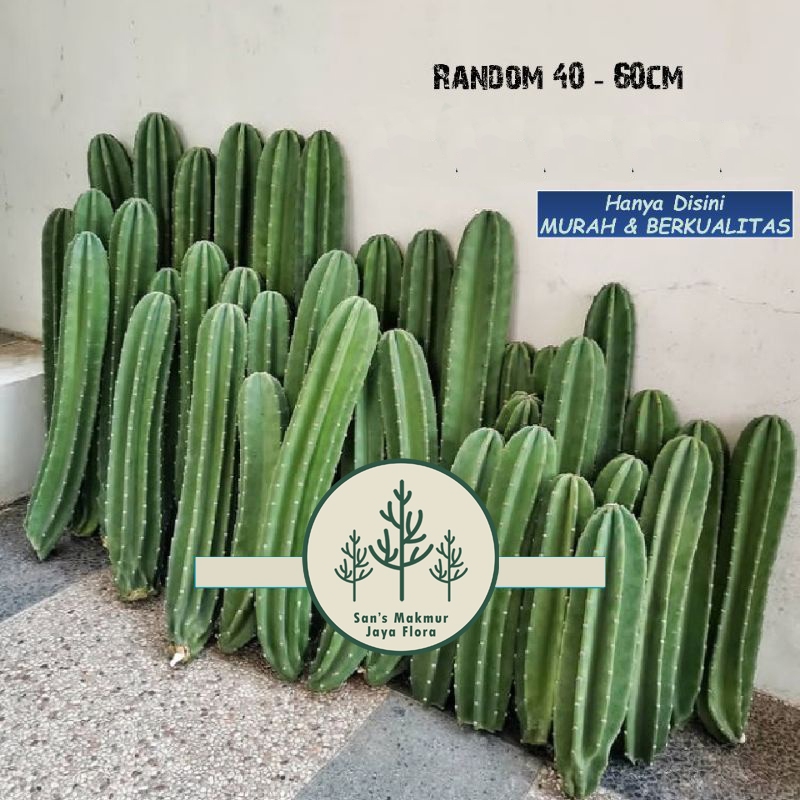 Kaktus Koboi Tanpa Duri / Tanaman kaktus / Pohon kaktus / Tanaman Hias Kaktus kpboi / Kaktus Hidup /