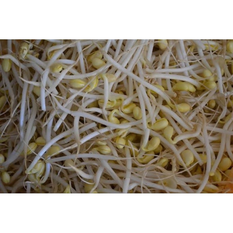 

Toge Panjang 1 Plastik Standar