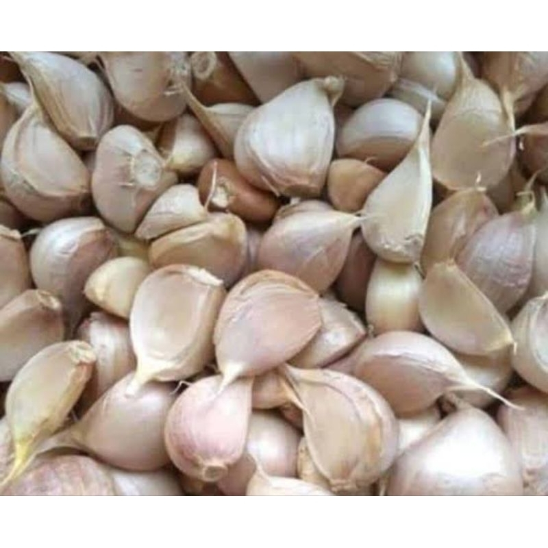 

BAWANG PUTIH KATING BERSIH DAN TERMURAH