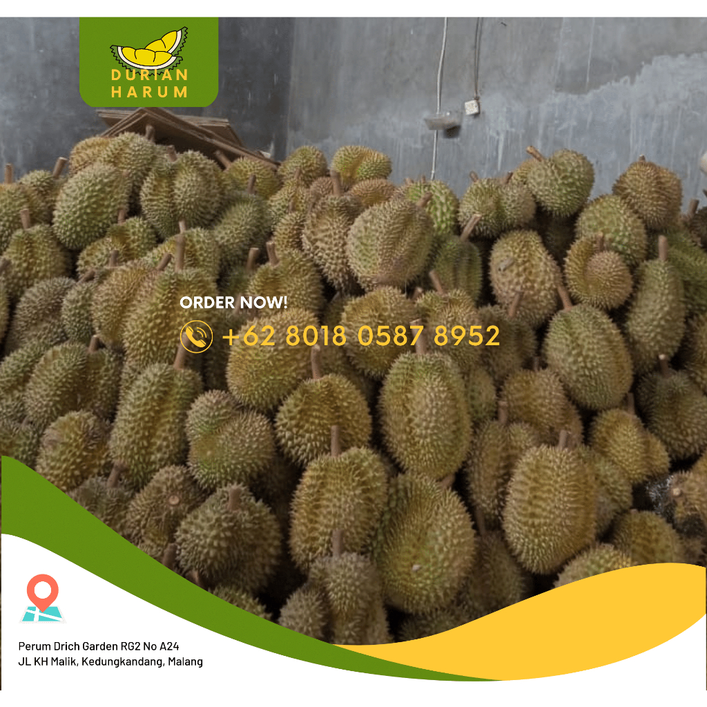 

Montong Bali Singaraja 2,7kg Fresh Manis Legit