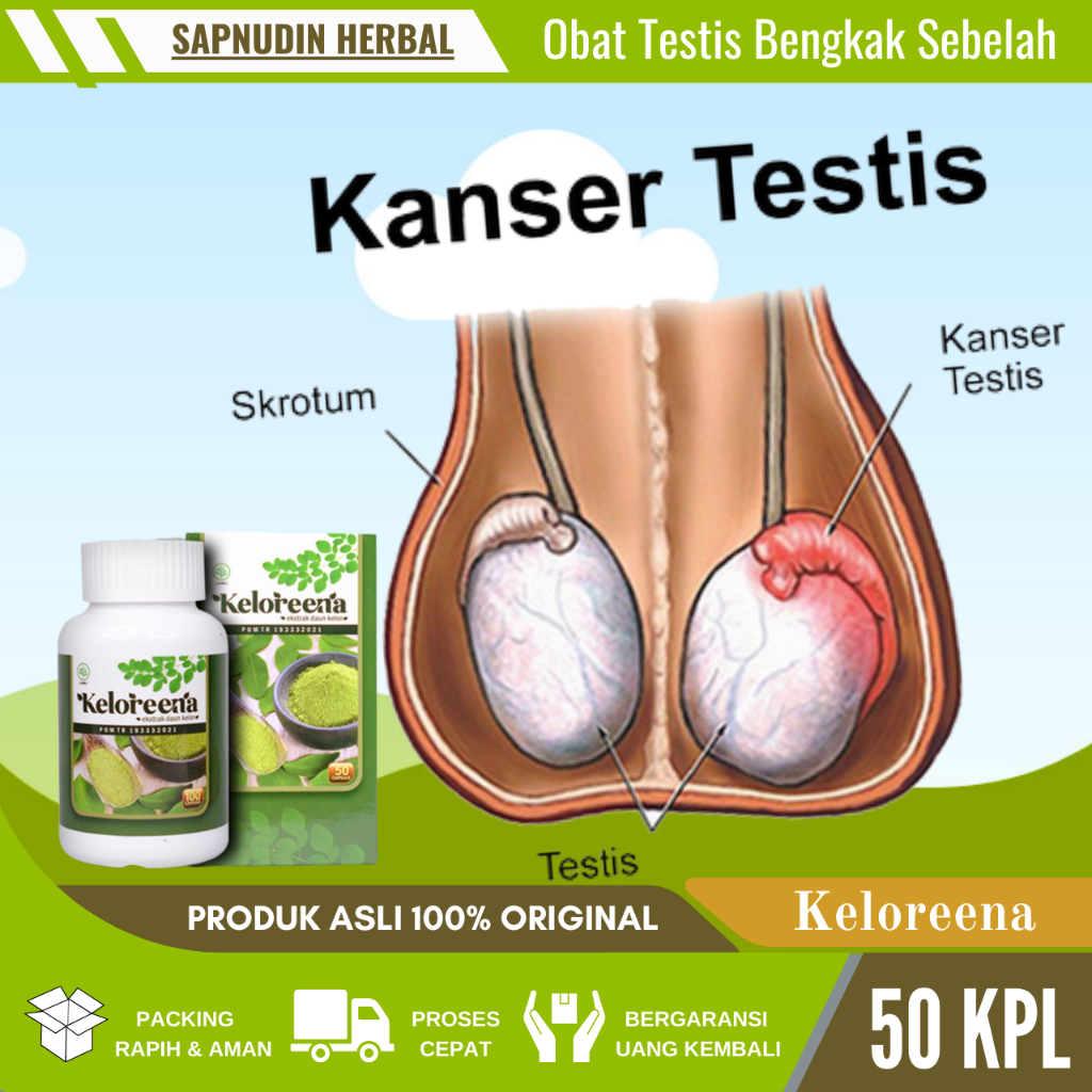 Obat Buah Zakar Gede Sebelah, Obat Buah Zakar Varikokel, Obat Buah Zakar kendur, Obat Buah Zakar Ben