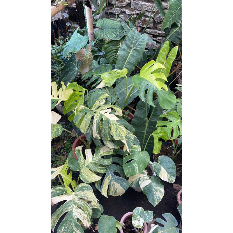monstera marmorata variegata kuning