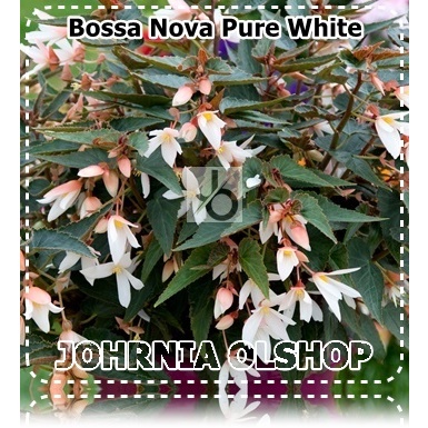 Johrnia 3 Benih Biji Bunga BEGONIA Bossa Nova Pure White