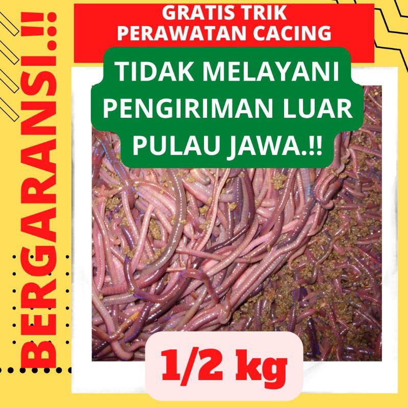 Cacing Tanah ANC 1/2kg