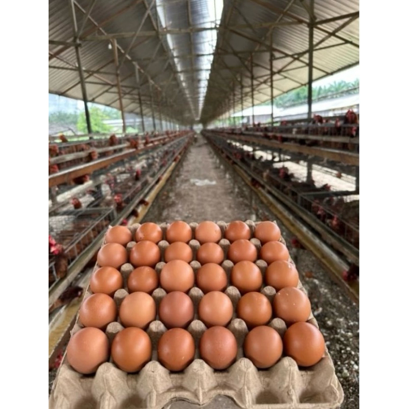 

Telur Ayam Fresh BESAR mix JUMBO GRADE AAA (30 butir) 2 kg - 2,2 kg Dari kandang sendiri