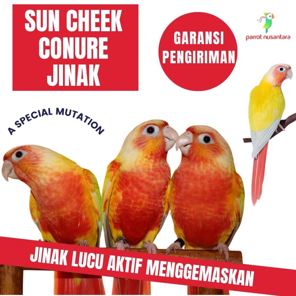 burung parrot suncheek conure jinak manja termurah