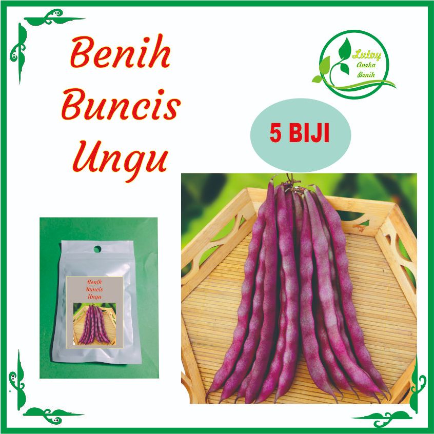 BENIH BUNCIS UNGU ISI 5  BIJI