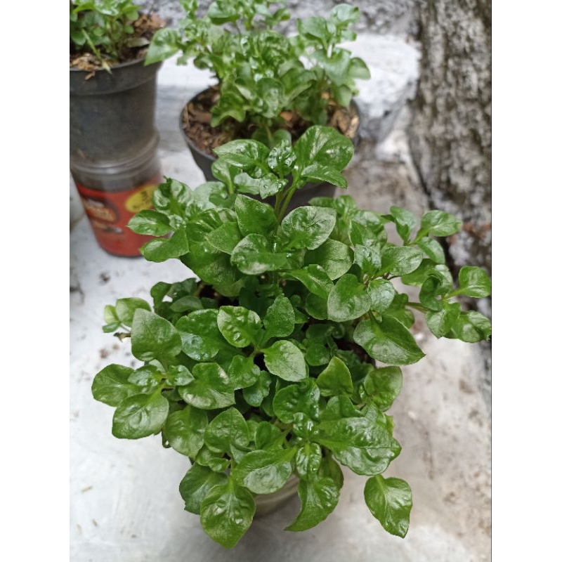 Tanaman Bayam brazil