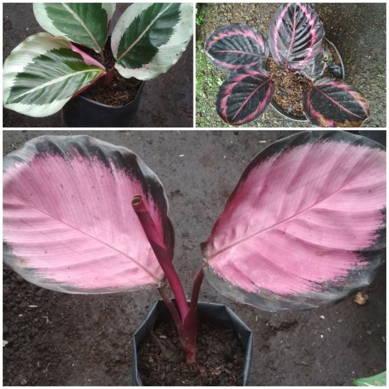 Calathea Paket Rame 15 Jenis Tanaman