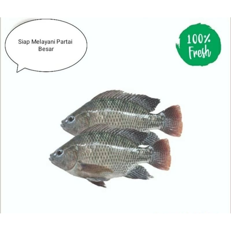 

ikan mujaer fresh harian 1 kg