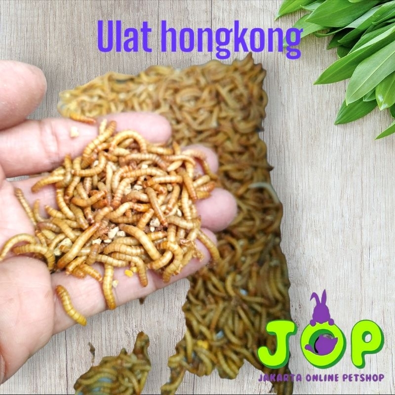 ulat Hongkong ulet Hongkong hidup ulat pakan burung kicau,hias,puyuh dan unggas lainnya,  landak min