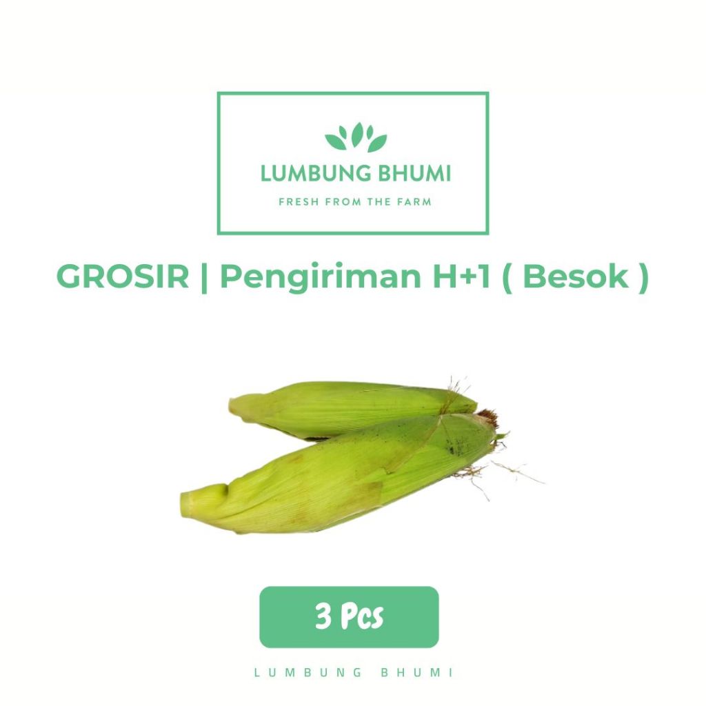 

Jagung Manis Murah 1 Pcs - Lumbung Bhumi