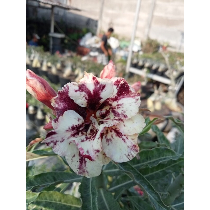adenium bunga tumpuk size A