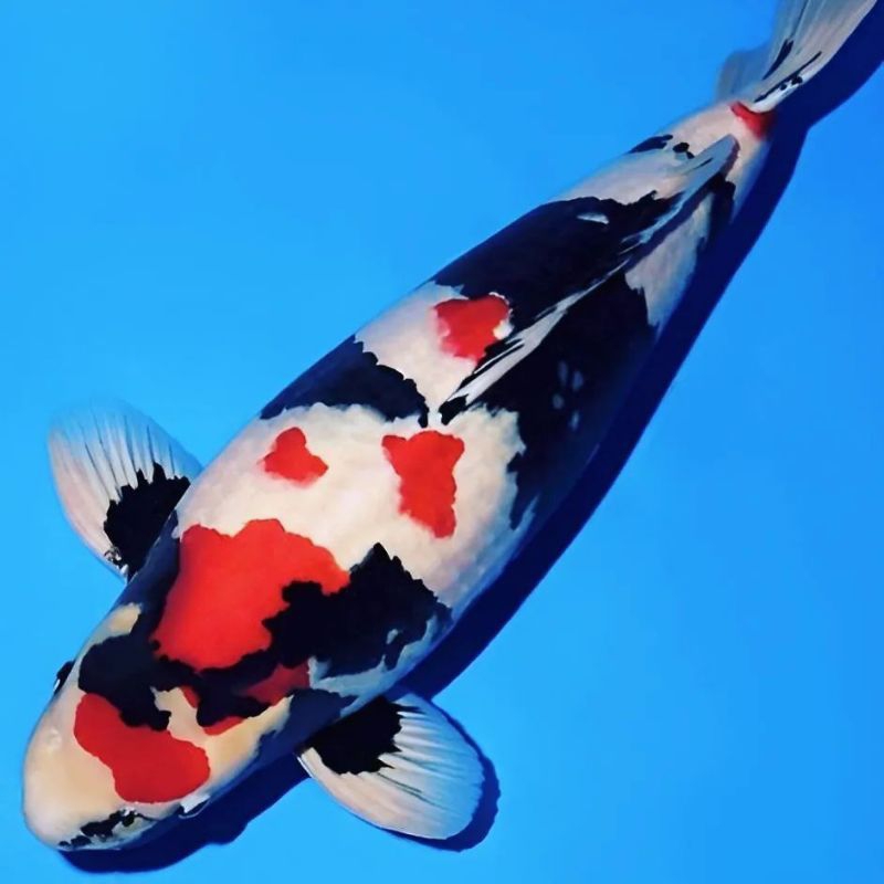 bibit koi showa paket isi 10