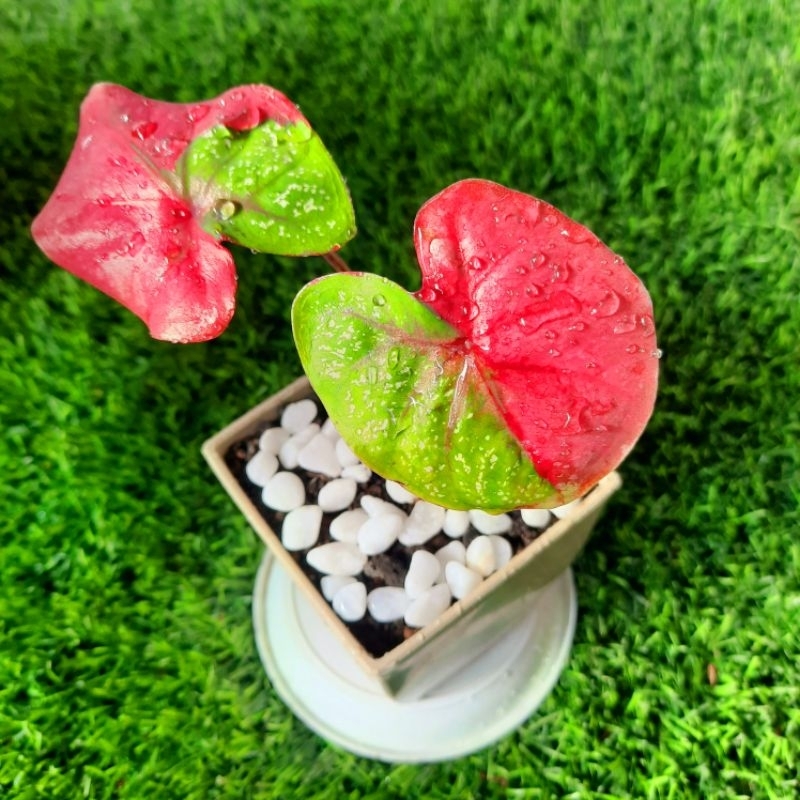 Caladium Baret Keladi Hias Baret Tanaman Hias Keladi Murah Meriah / Keladi Merah Bunga Hidup Tanaman