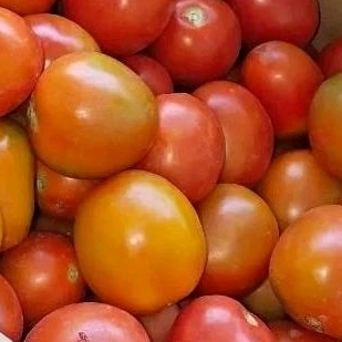 

tomatmerah/buah500g