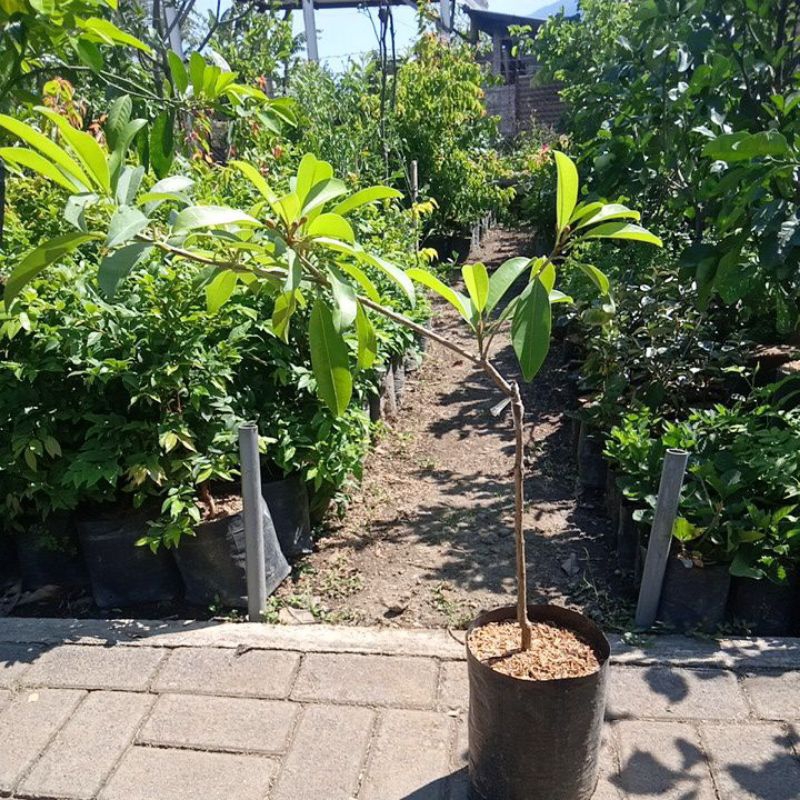 bibit tanaman buah sawo manila jumbo kondisi berbunga siap berbuah