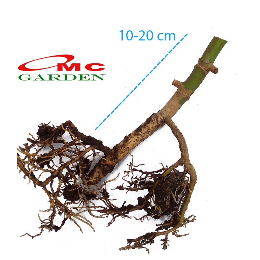 Tanaman Hias Monstera Borsigiana Albo Ekor Naga King Deliciosa Varigata Brazilian Bibit Bonggol Bata