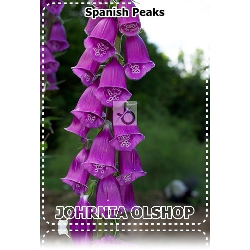 Johrnia 3 Benih Biji Bunga FOXGLOVE Foxglove Spanish Peaks