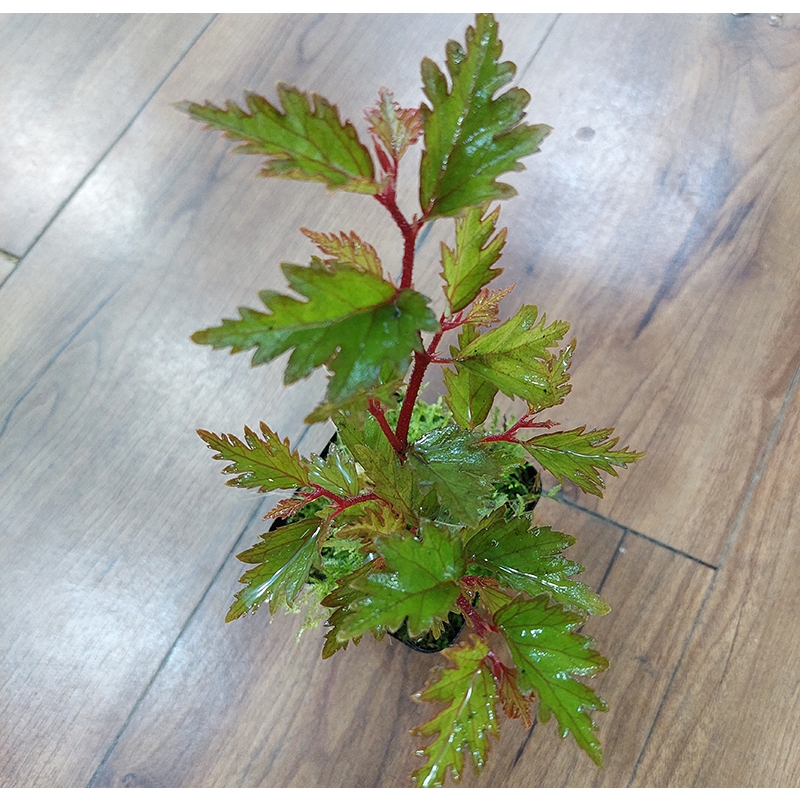 Begonia Sp. Miyosnom