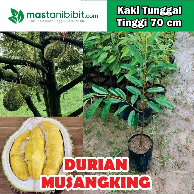 Bibit Durian Musangking 1 Meter