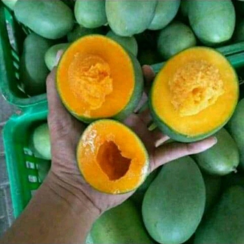 

1212 BIG SALE FASION 5 kg 1 dus mangga alpukat clonal 21 maniss asli petani Bangil Pasuruan murah