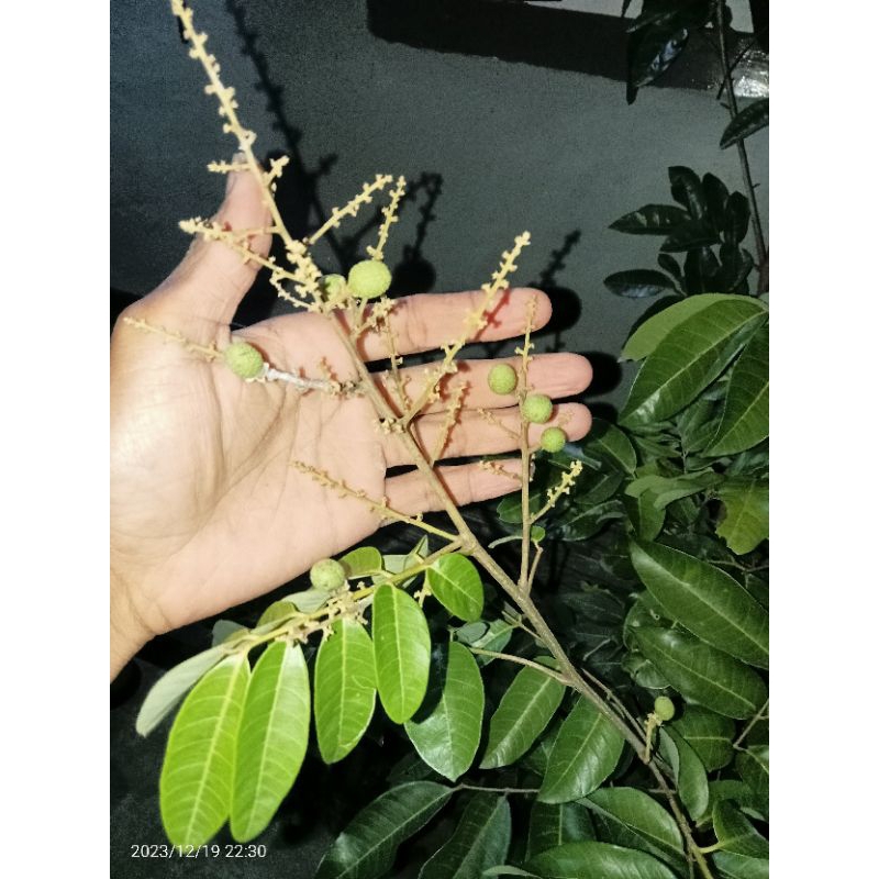 

Lengkeng matalada vs merah