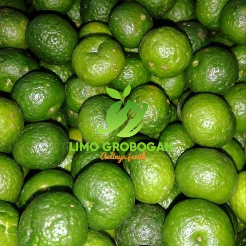 

JERUK LIMAU/JERUK LIMO LIMAU/JERUK SAMBEL 1 KG