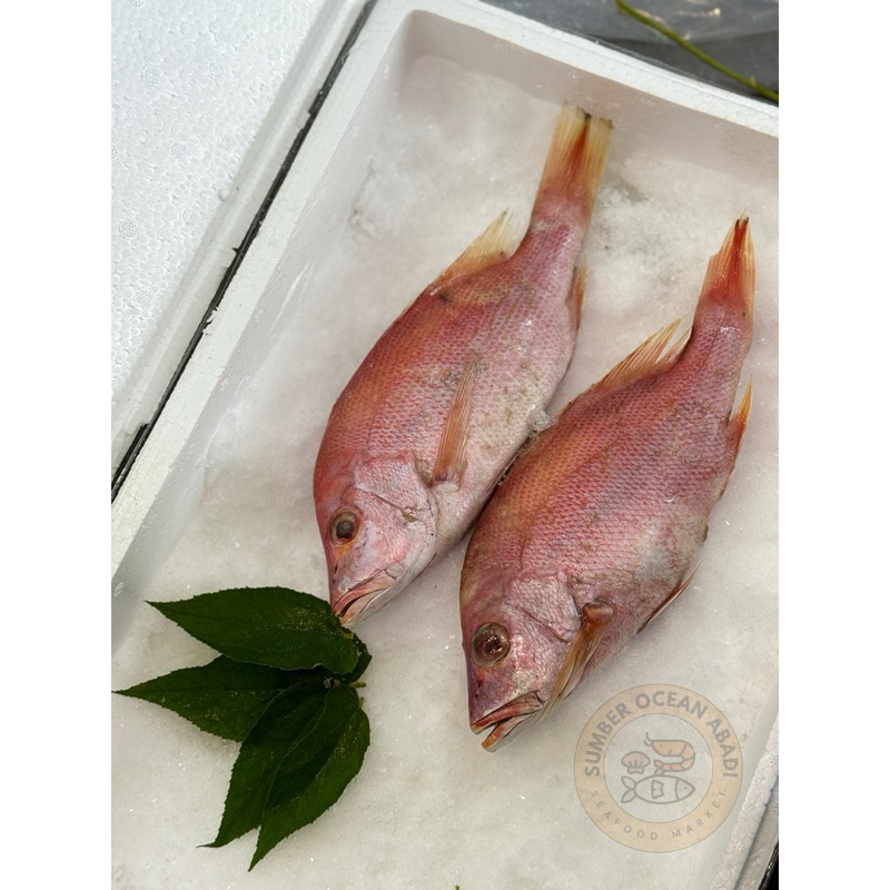 

Ikan Kakap Merah 1KG