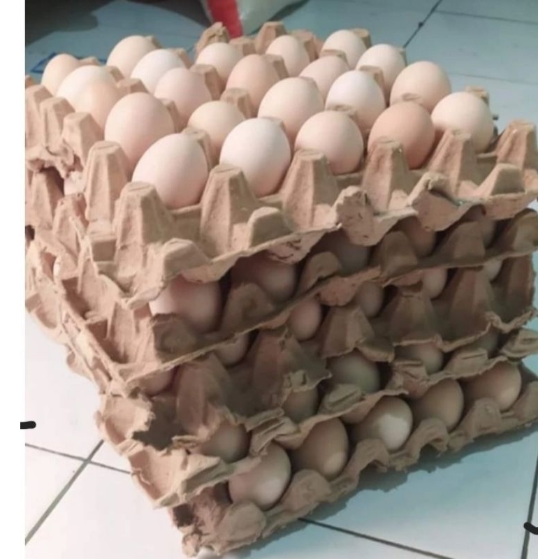 telur ayam kampung  elba x uraba fertil