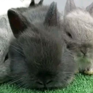 kelinci nd Nederland dwarf kelinci hias fuzzi lop anggora dutch