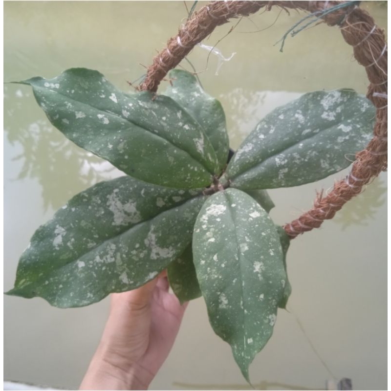 hoya mitrata splash