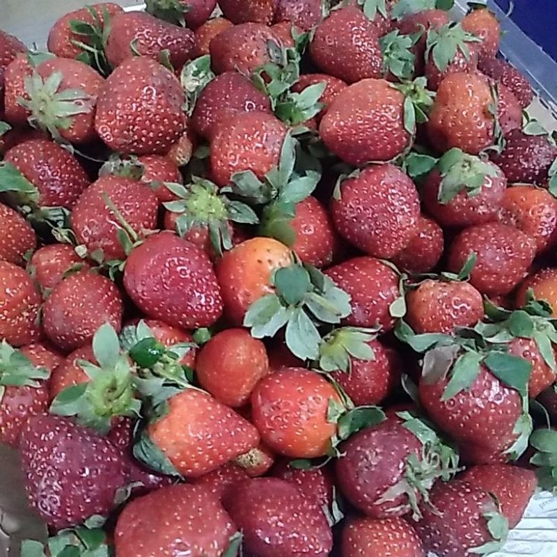 

Strawberry Lokal Fresh 1Kg