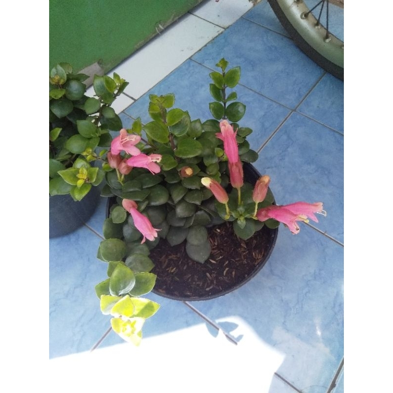 tanaman gantung lipstik pink